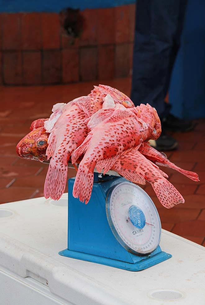Red cod at the fish markets © Annika Fredriksson